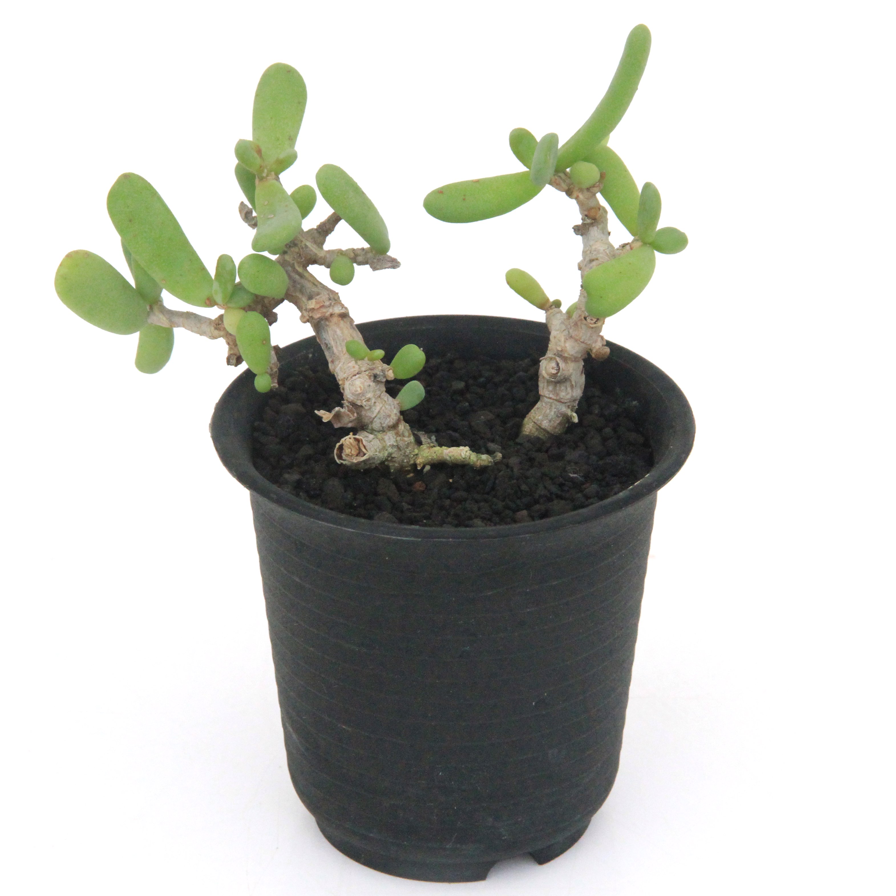 （観葉植物）一点物　ケラリア　ピグマエア　オス株　挿し木　２．５号（１鉢）（３７９４３５）｜charm 3980 店
