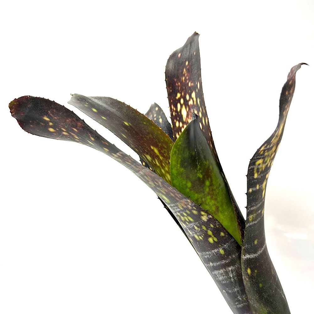 (観葉植物)一点物 ビルベルギア ダースベイダー スポット多めタイプ 3.5号(1鉢)タンクブロメリア|charm 3980 店