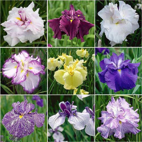 楽天市場】【12種類から選べる】ハナショウブ 4.5号苗() : 千草園芸