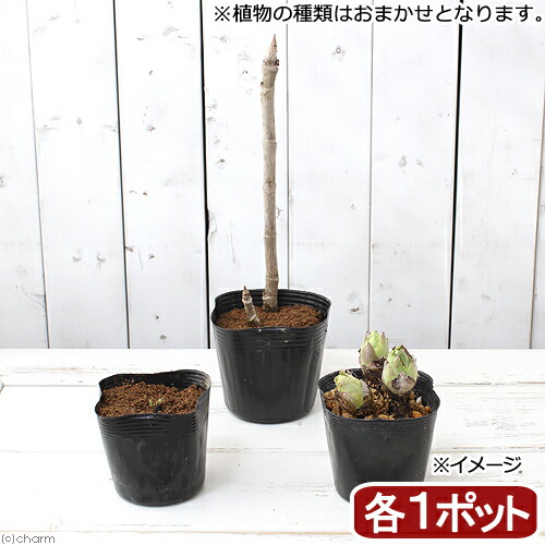 コゴミ苗 京都産 40株 こごみ Amazon.co.jp: コゴミ 苗 クサソテツ 天然 こごみ??大 ??巨大