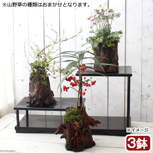 碧水　盆栽鉢　山野草 碧水 盆栽鉢 山野草 439248-1.jpg