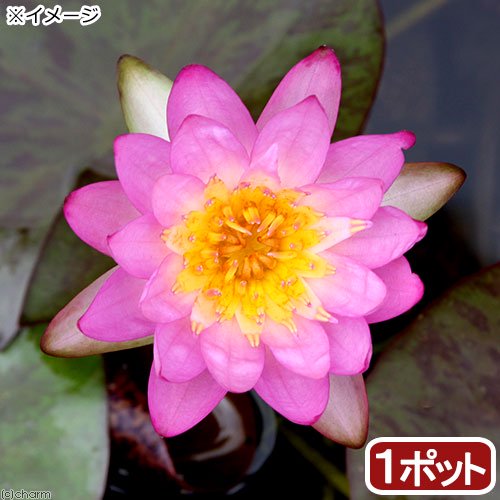 関東当日便お持て成し 花・ガーデン・DIY-花・観葉植物