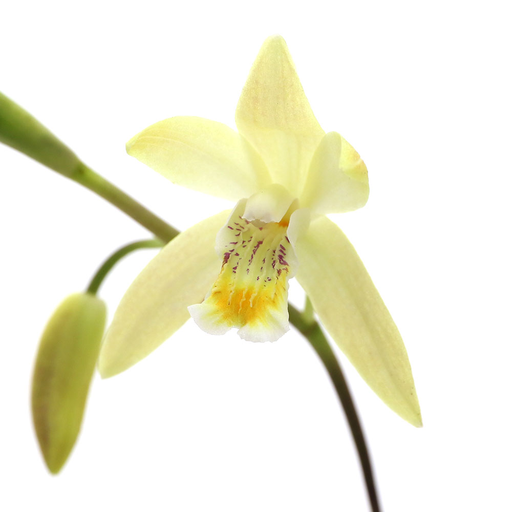 楽天市場】黄花紫蘭（キバナシラン）3.5号苗（i04) : 千草園芸