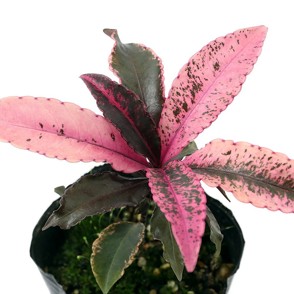 （山野草）盆栽　品種系万両　紅孔雀（ベニクジャク）3号（1ポット）画像