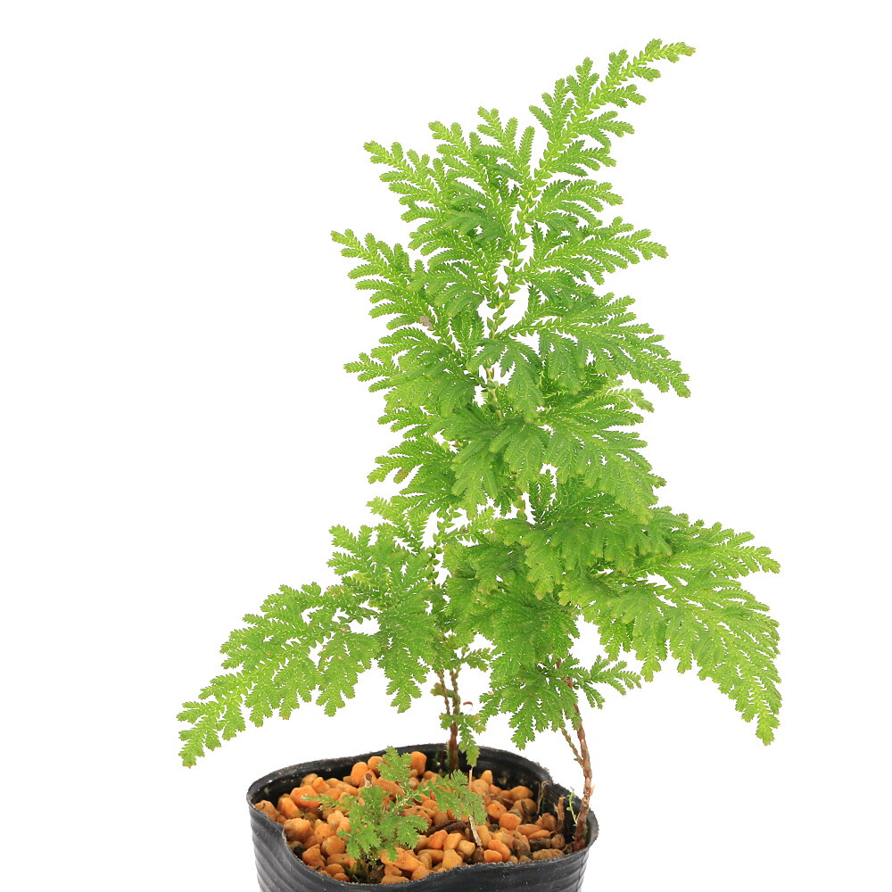 楽天市場】岩ひば 苗 栄獅子 2.5号 イワヒバ 岩ヒバ 山野草 盆栽