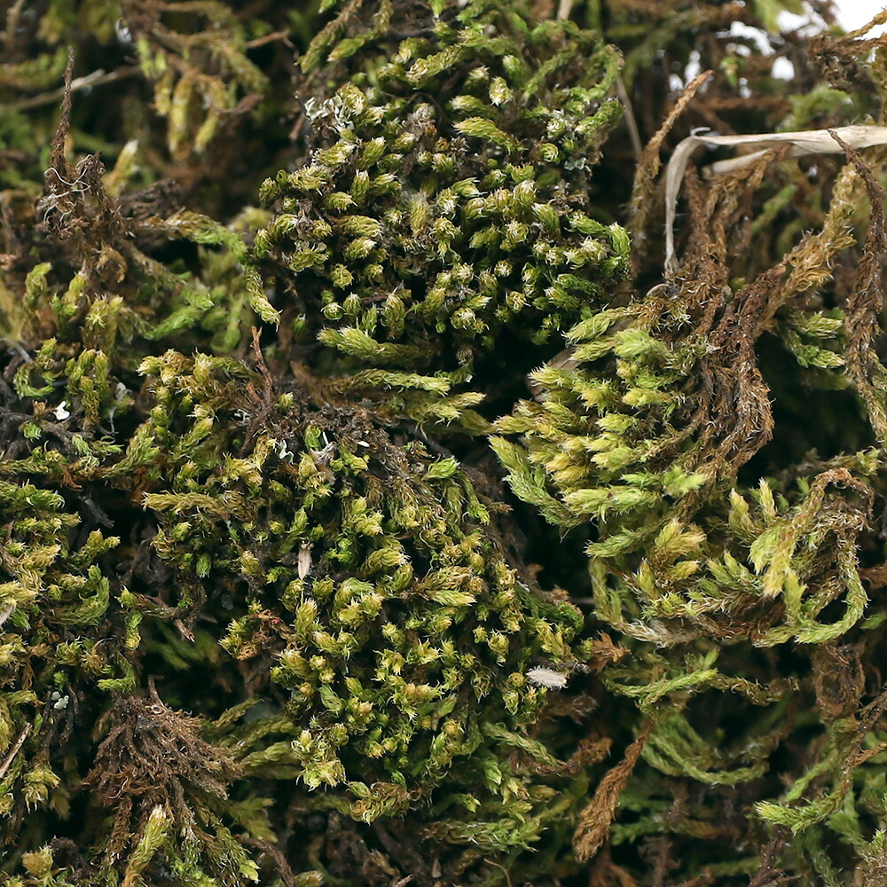 teru3 コケ各種8パレット他カサゴケ15本2P、ホウオウゴケL 1P teru3