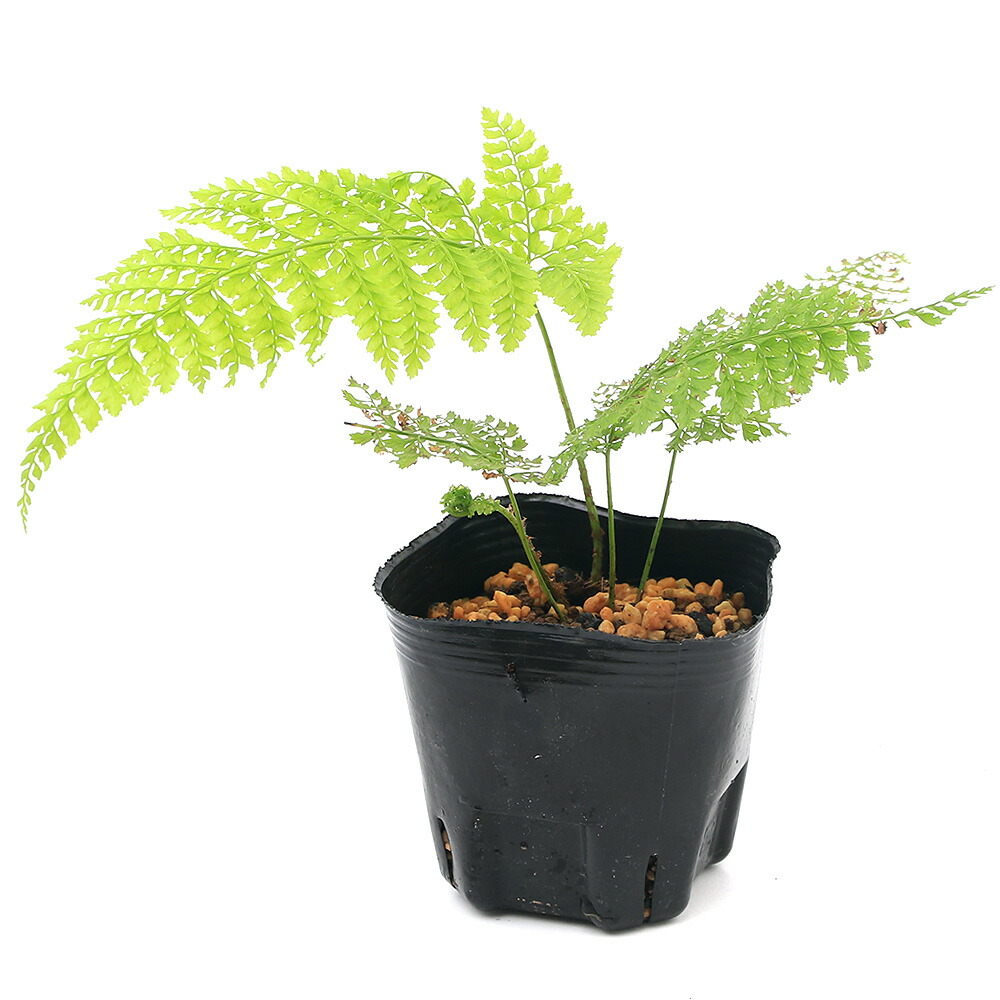 山野草、シダ植物 [ シダ植物７種セット ] 楽天市場】ジュウモンジシダ 10.5cmポット苗 数量割引あり/山