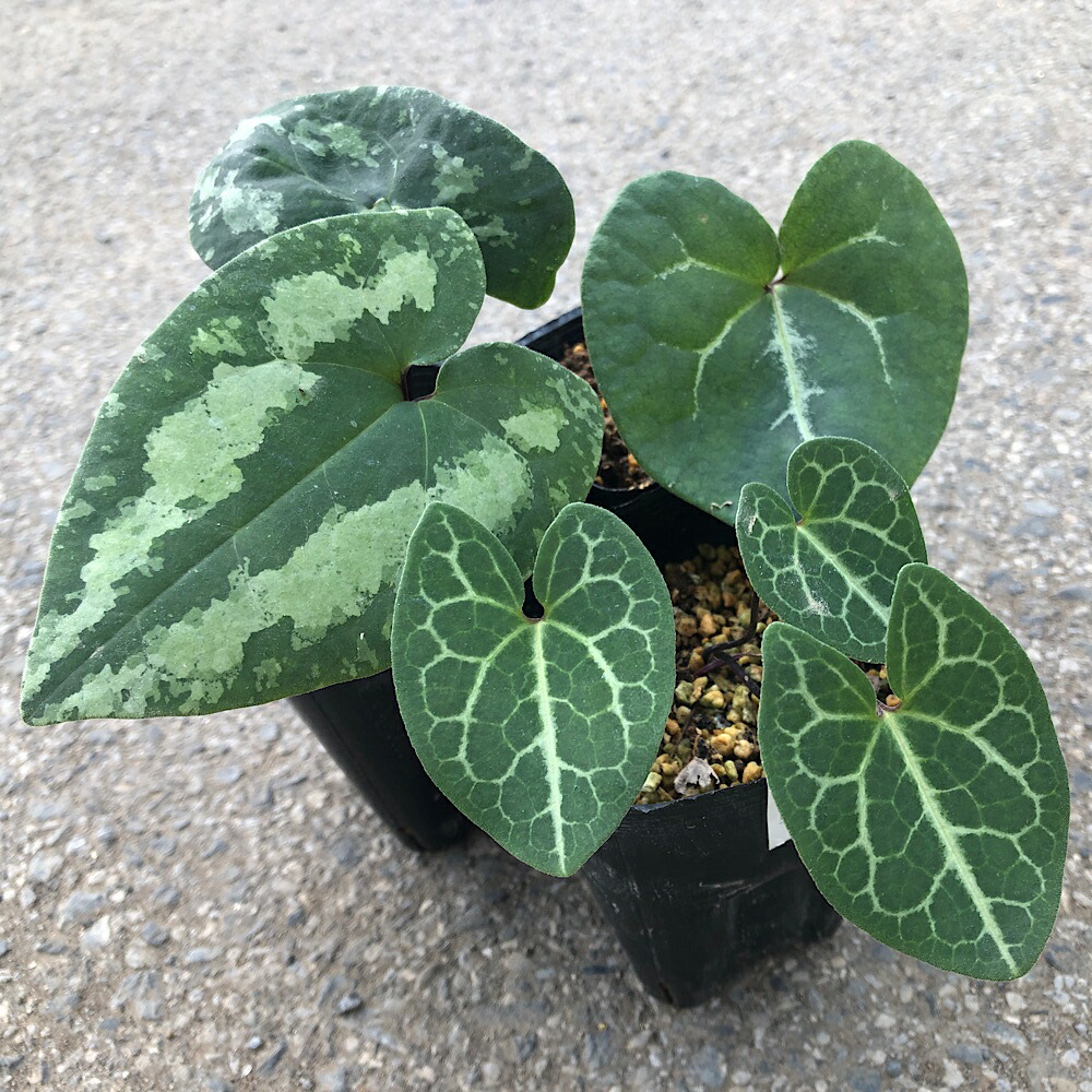 楽天市場】（山野草）カンアオイ（寒葵）亀甲葉 センカクカンアオイ 3