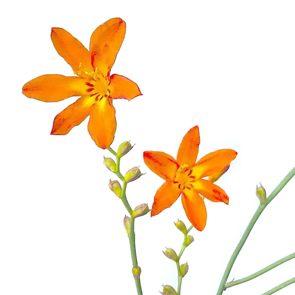 楽天市場】【ヒオウギ属】ダルマ日扇 4.5号ポット : 産直花だん屋