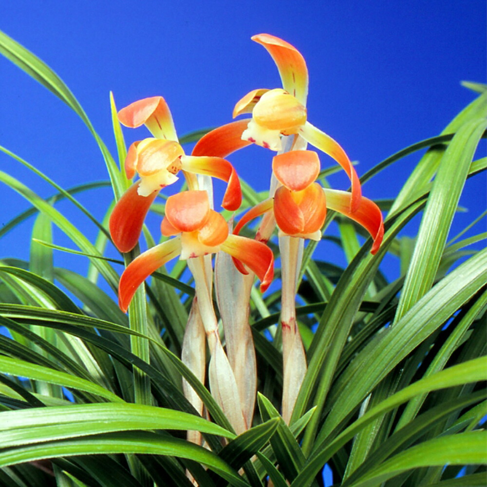 【春蘭＊開花株＊お花ひとつが開花中＊蕾はふたつ】天然/野生/里山自生/山野草 春蘭＊開花株＊5つの可憐なお花が咲いています】天然/野生/里山自生/山