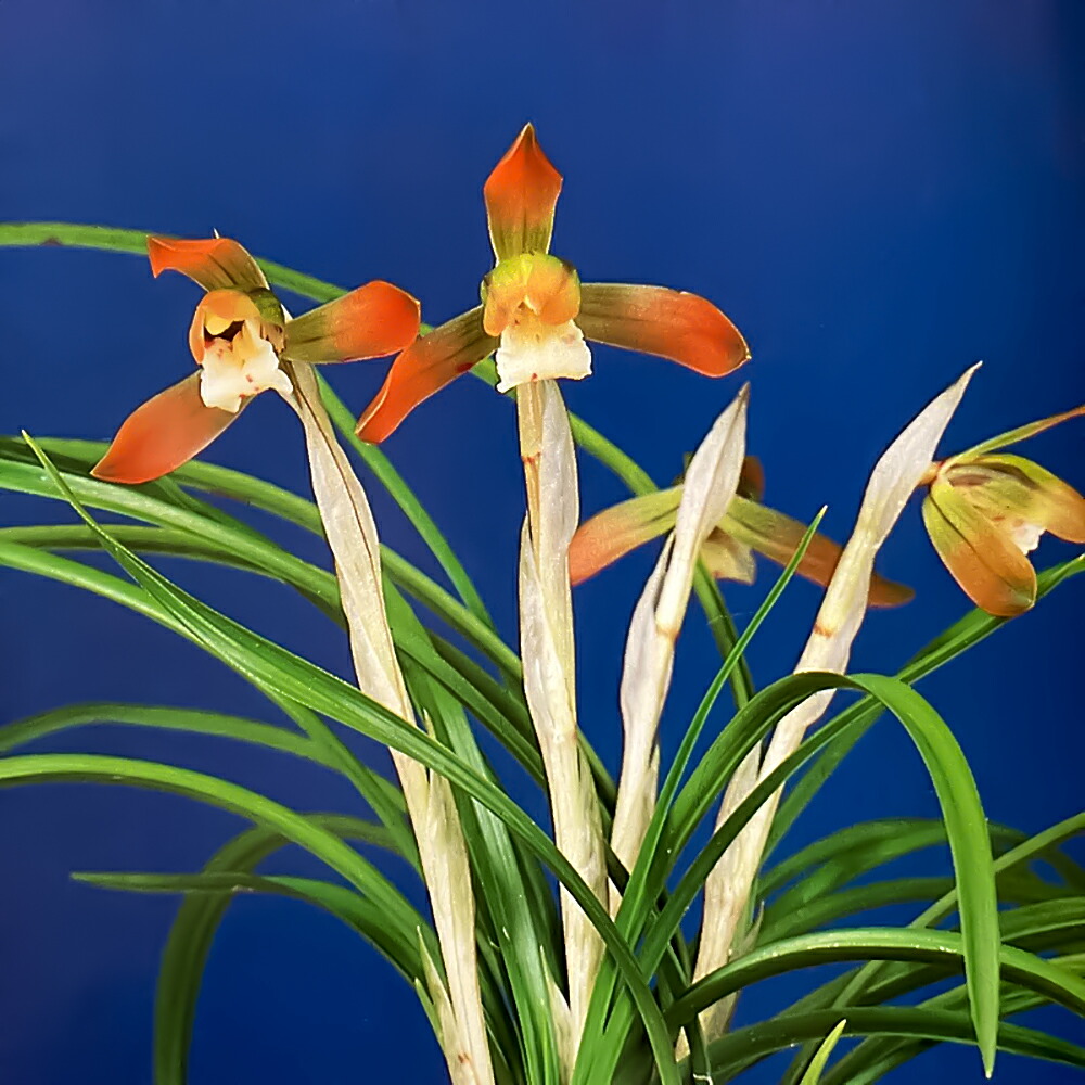 楽天市場】（山野草）シュンラン（春蘭）原種系 3号（1ポット）日本