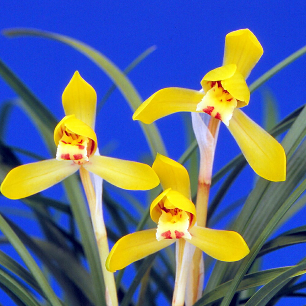 楽天市場】春の山野草 シュンラン(春蘭) 3号深(9cmポット)【ラン科植物