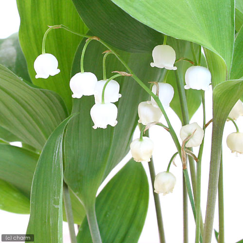 楽天市場】(100株)日本スズラン 素掘り苗100株 卸売り/山野草/鈴蘭