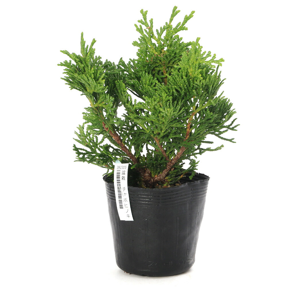 楽天市場】イワヒバ 4号鉢（c14） : 千草園芸