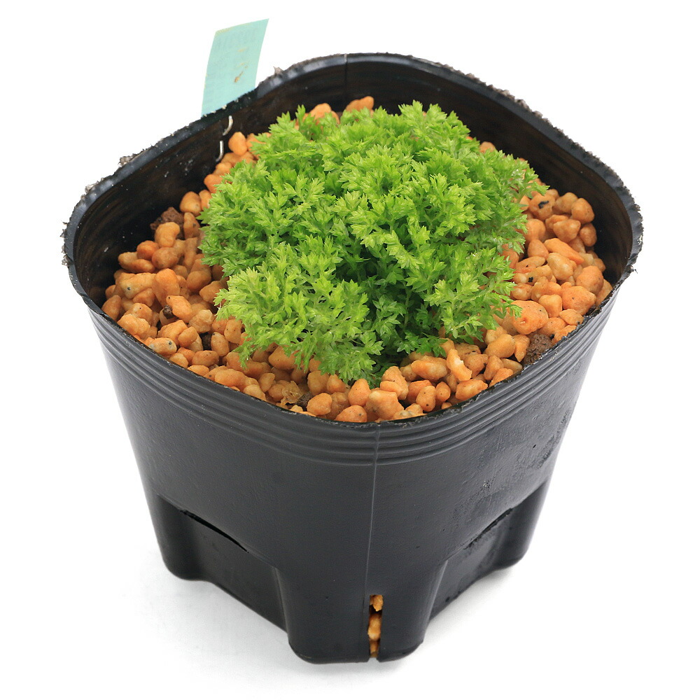 楽天市場】2024年NEW ヒカリゴケ 陶器鉢入り 光苔 クッションモス 山