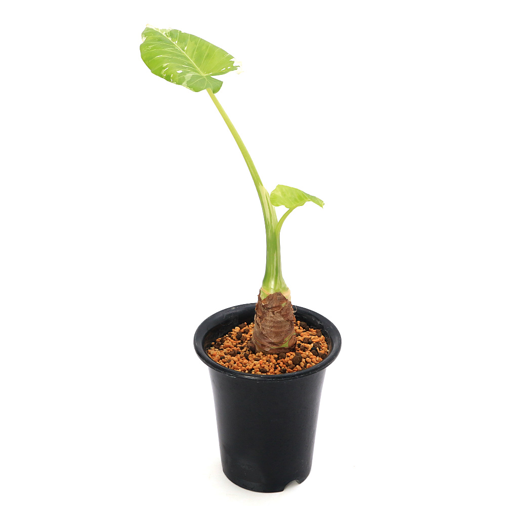 （観葉植物）一点物　斑入り　クワズイモ　５号（１鉢）（３９２５０４）