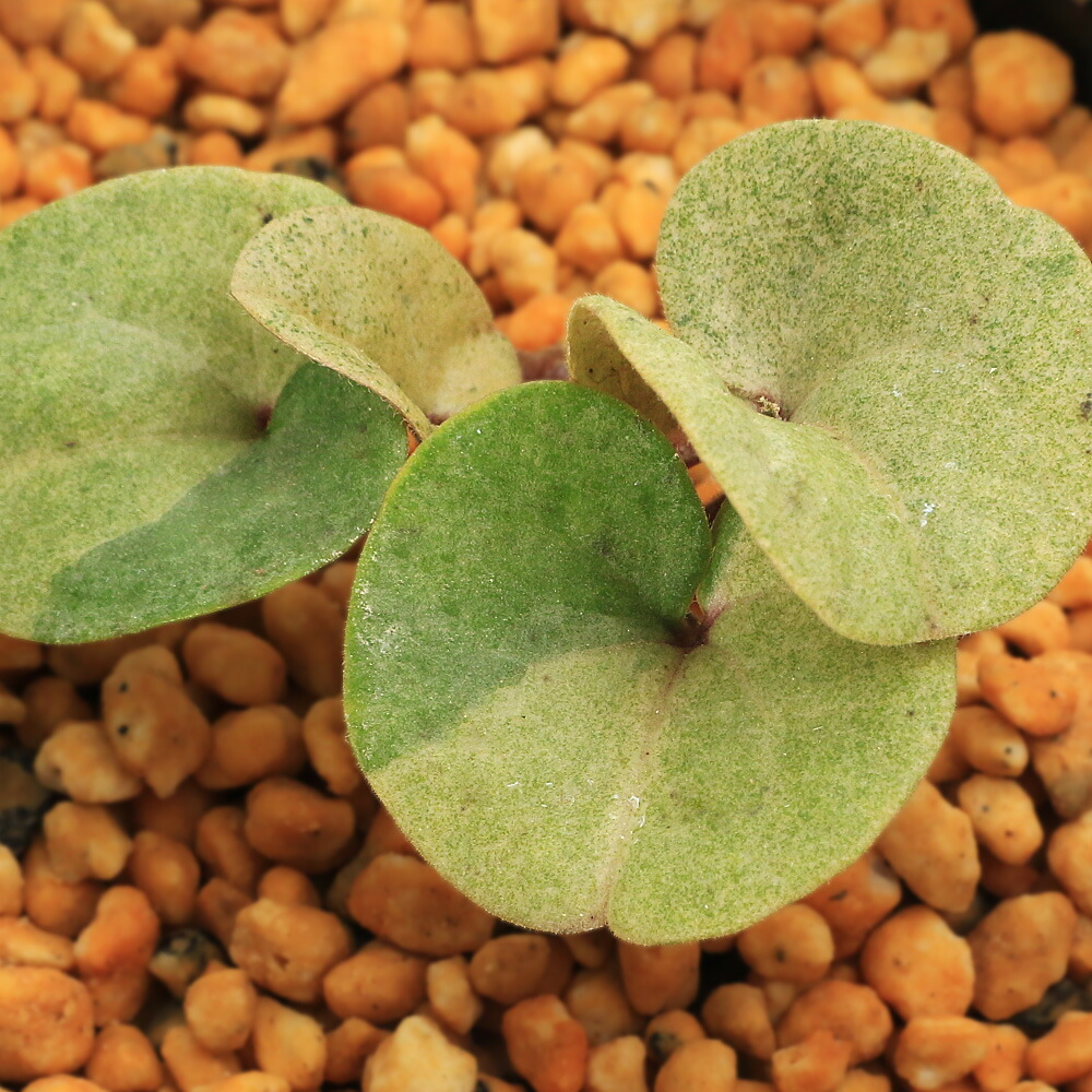 楽天市場】斑入りヒメカンアオイ 姫カンアオイ ポット苗 : やましち山