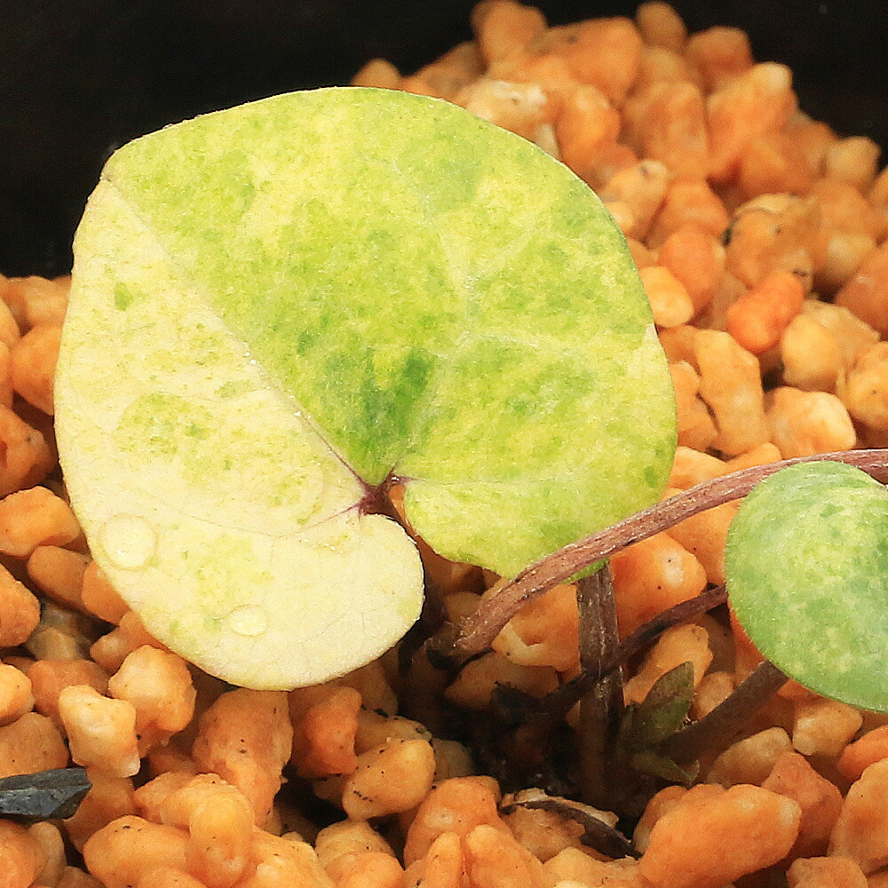 楽天市場】斑入りカンアオイ 紅孔雀 3号鉢 寒葵 古典植物 山野草 kih