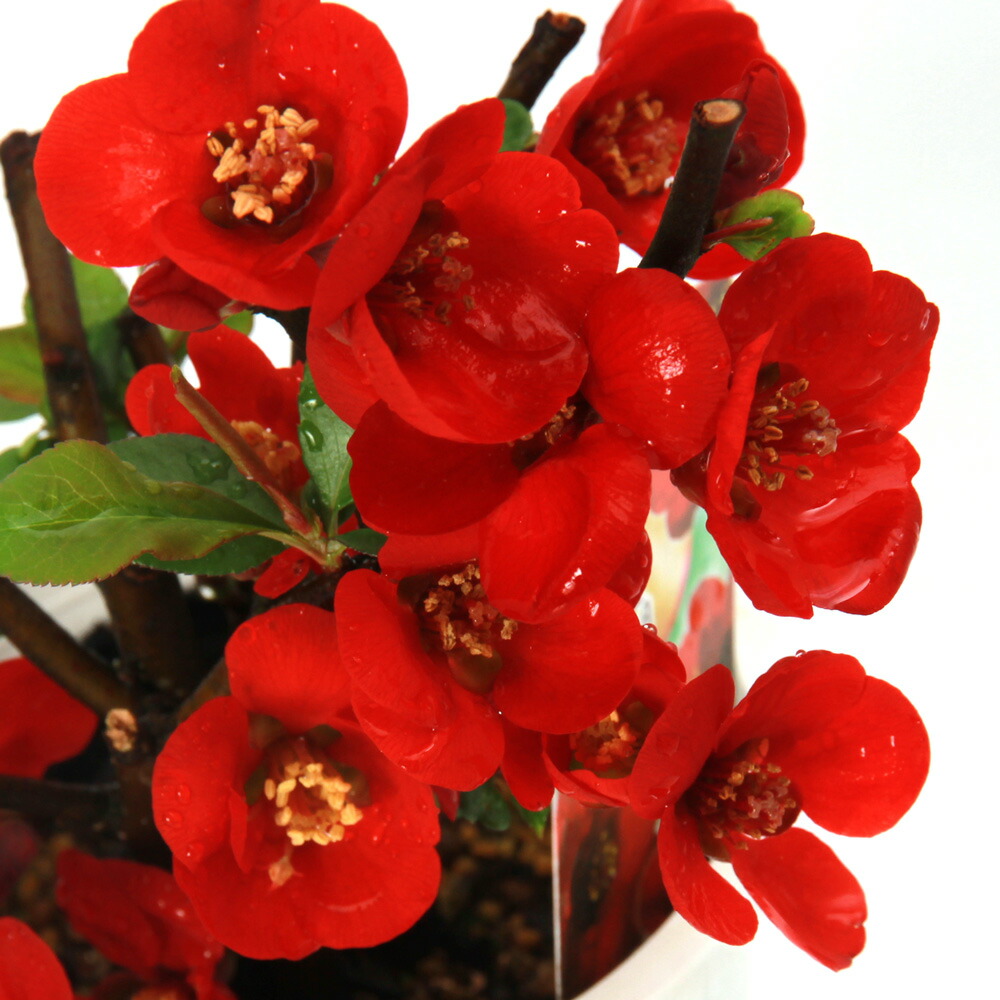 楽天市場】寒ボケ(寒木瓜) 雪小町（白花）4号鉢盆栽仕立て苗(c1