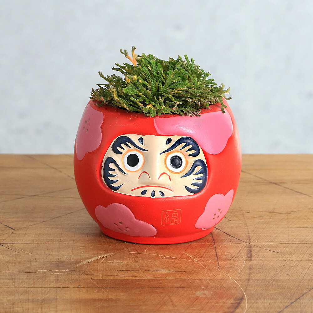 楽天市場】岩ひば 苗 玉貴扇 2.5号 イワヒバ 岩ヒバ 山野草 盆栽