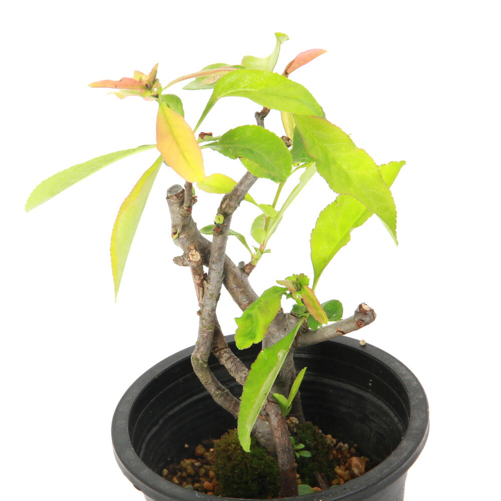 楽天市場】寒ボケ(寒木瓜) 雪小町（白花）4号鉢盆栽仕立て苗(c1