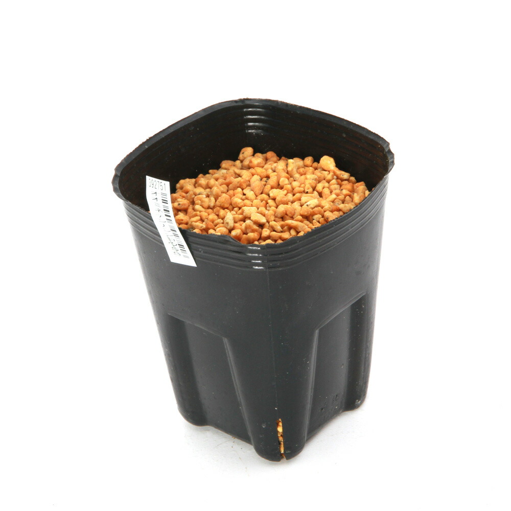 山野草　カンアオイ　ホロテンナンショウ　模様葉　開花見込み　①　休眠中 山野草 カンアオイ ホロテンナンショウ 模様葉 開花見込み ① 休眠中