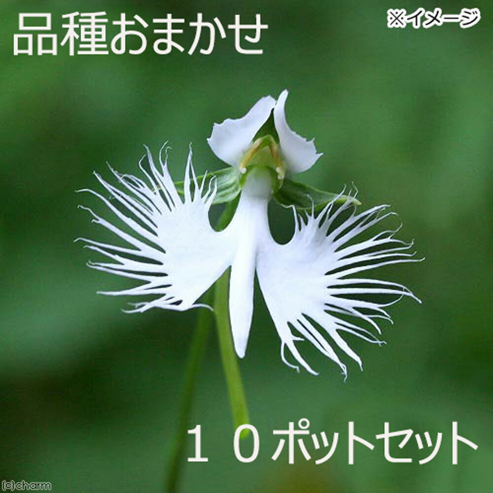 速達　サギソウ　天の川　3球根　こちらで選びます 速達 サギソウ 天の川 3球根 こちらで選びます 楽天市場】サギ草