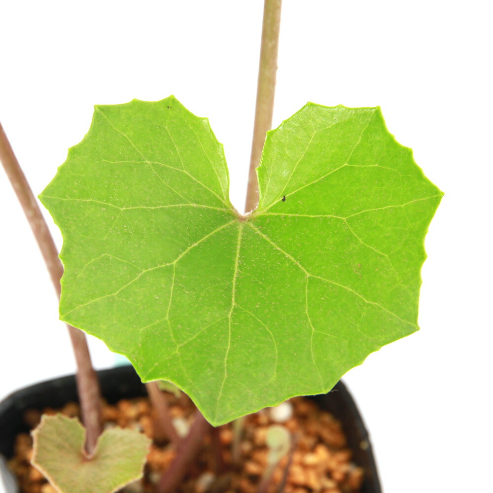 楽天市場】現品苗□ツワブキ(石蕗/つわぶき)□つわ/根っこ付き/艶葉蕗