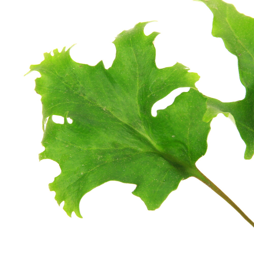 楽天市場】【送料無料】山野草 シダ 古典園芸植物 獅子葉ヒトツバシダ