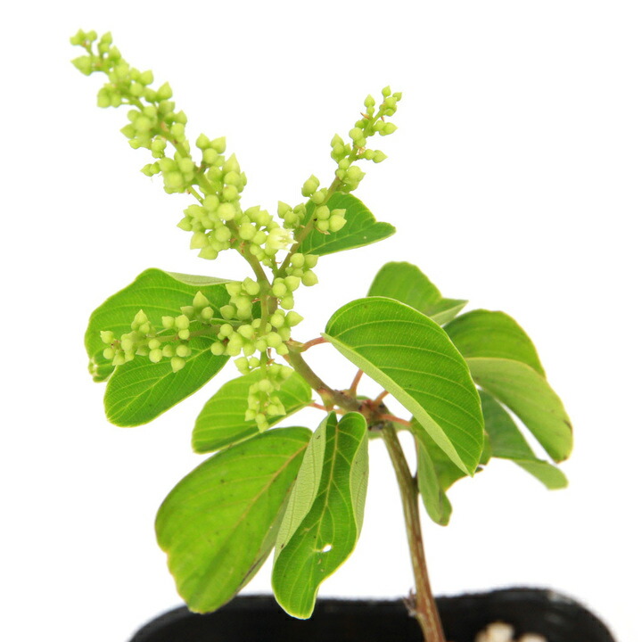 楽天市場】盆栽：熊柳 現品*☆特典付き☆くまやなぎ クマヤナギ