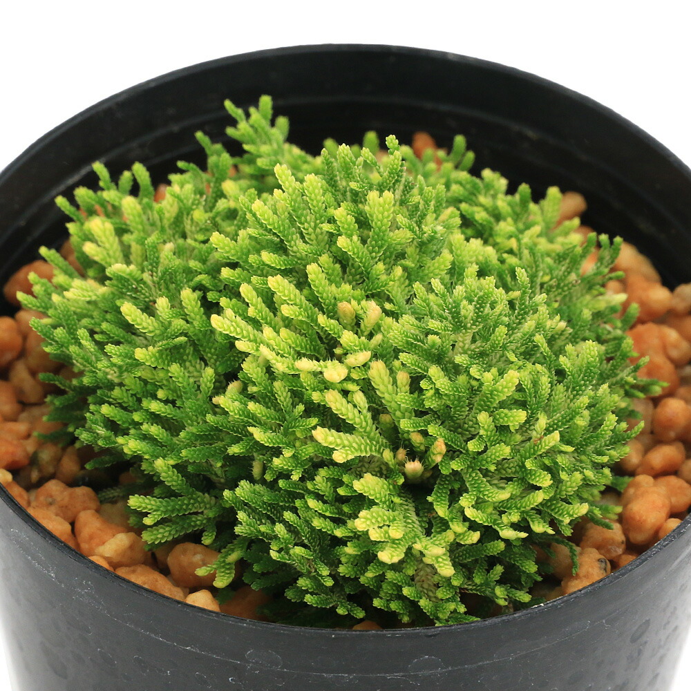 希少　南京絵鉢　南京鉢　岩松　イワヒバ　岩ヒバ　植木鉢　サボテン　アガベ 希少 南京絵鉢 南京鉢 岩松 イワヒバ 岩ヒバ 植木鉢 サボテン