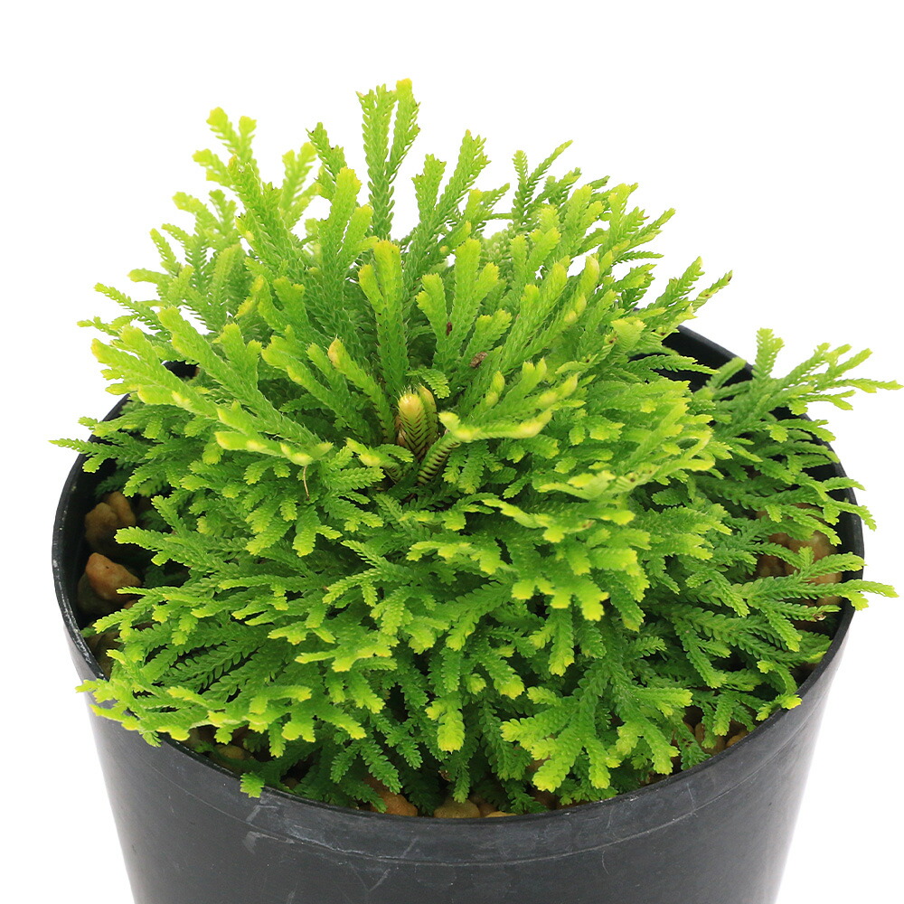 楽天市場】【現品No.6106】 野生イワヒバ 栽培品 13号（39cm