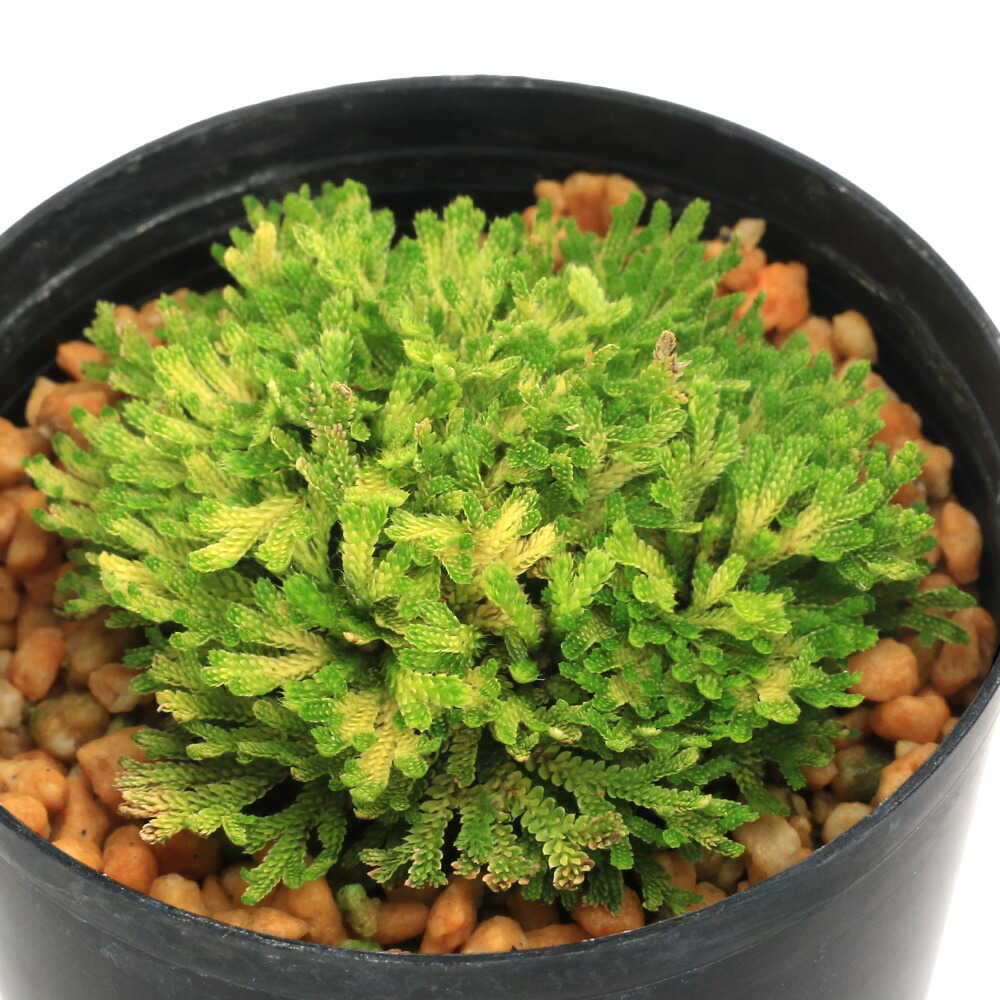 楽天市場】【現品No.6106】 野生イワヒバ 栽培品 13号（39cm