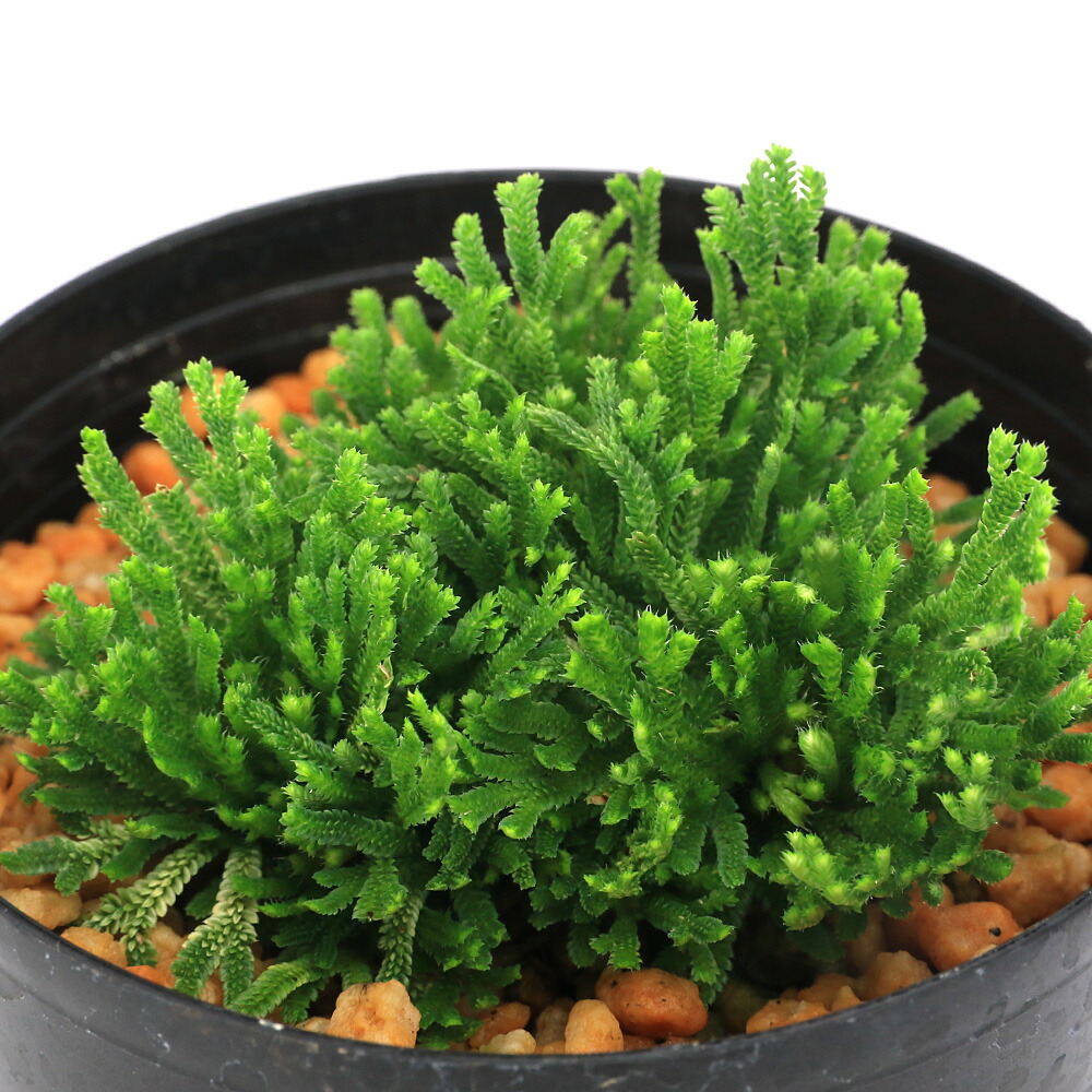 楽天市場】イワヒバ 4号鉢（c14） : 千草園芸