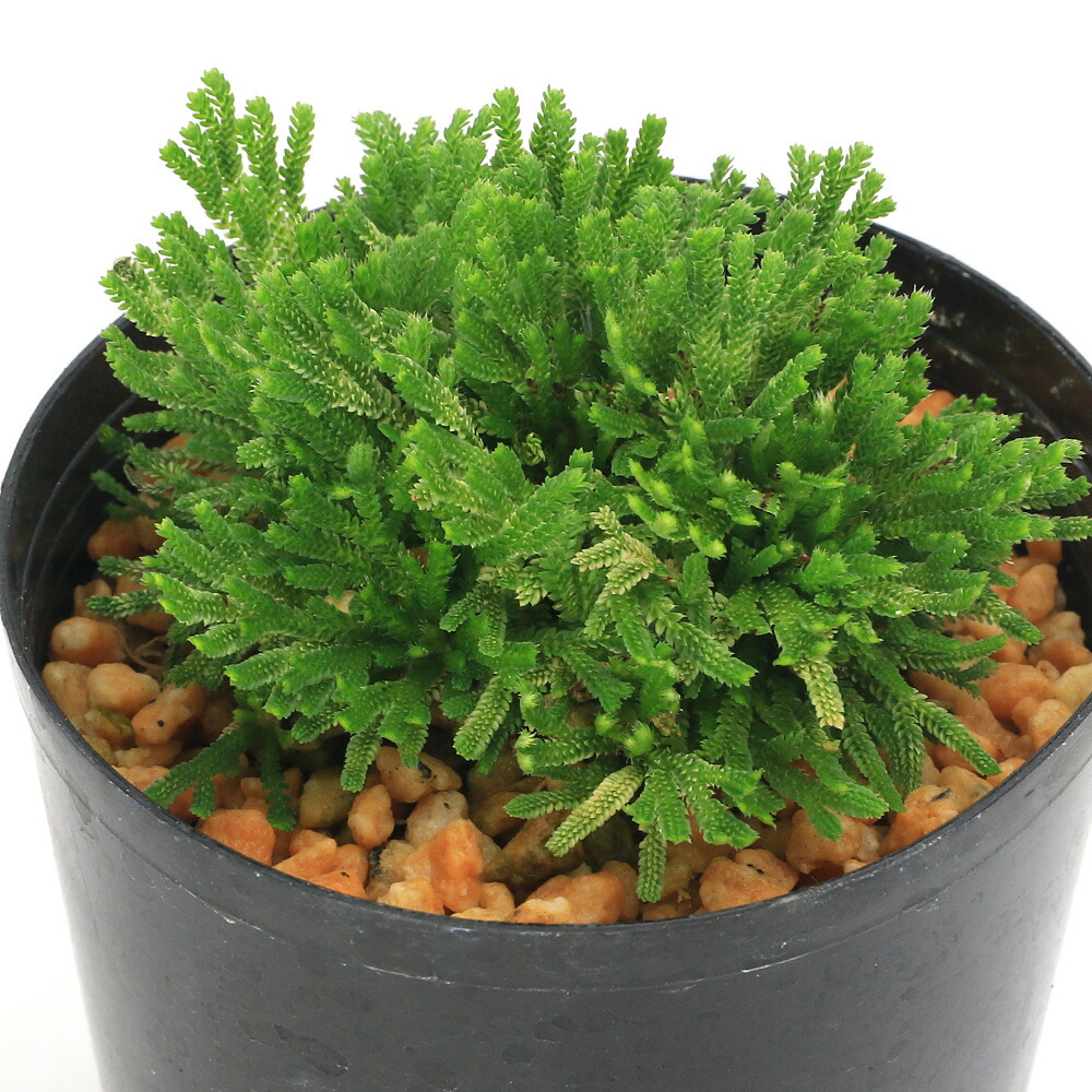 楽天市場】【現品No.6106】 野生イワヒバ 栽培品 13号（39cm） 【送料