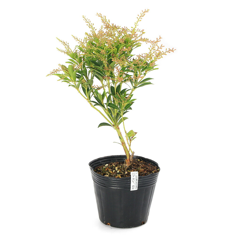 楽天市場】小品盆栽：紅花馬酔木 あせび（瀬戸焼深鉢） *【2022年開花