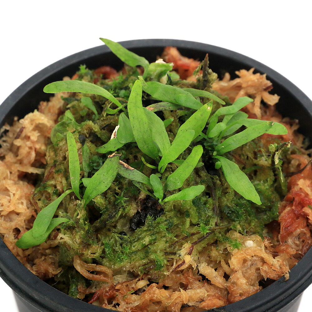 一点物（山野草）シダ（羊歯）ウロコノキシノブ胞子培養小苗　３号（３９３２８２）常緑性多年草