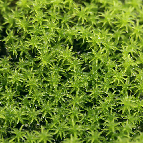 （観葉植物）テラリウム　苔　スナゴケ　２パック分｜charm 3980 店