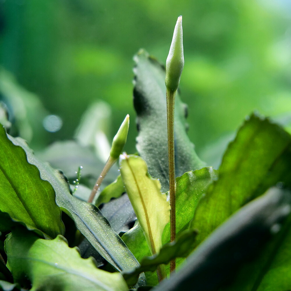 （水草）ブセファランドラｓｐ．Ｔｒｉｃｏｌｏｒ（無農薬）（水中葉）（１株）