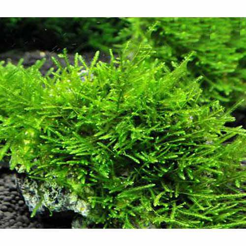 （水草）★育成済★　ウィローモス　風山石　Ｓサイズ（約１０ｃｍ）（水中葉）（無農薬）（３個）