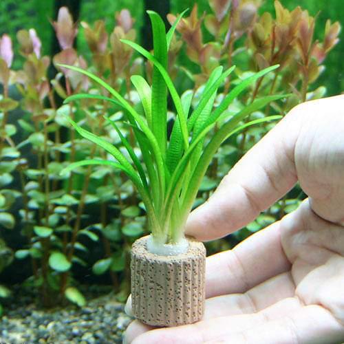 （水草）ライフマルチ（茶）ピグミーチェーンサジタリア（水上葉）（無農薬）（２個）｜charm 3980 店