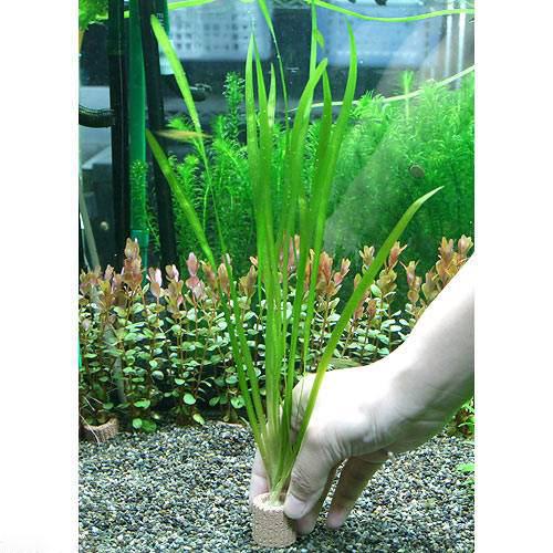 （水草）ライフマルチ（茶）バリスネリア　スピラリス（無農薬）（１個）