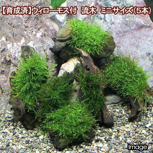 （水草）★育成済★　ウィローモス　流木　ミニサイズ（８ｃｍ以下）（水中葉）（無農薬）（５本）