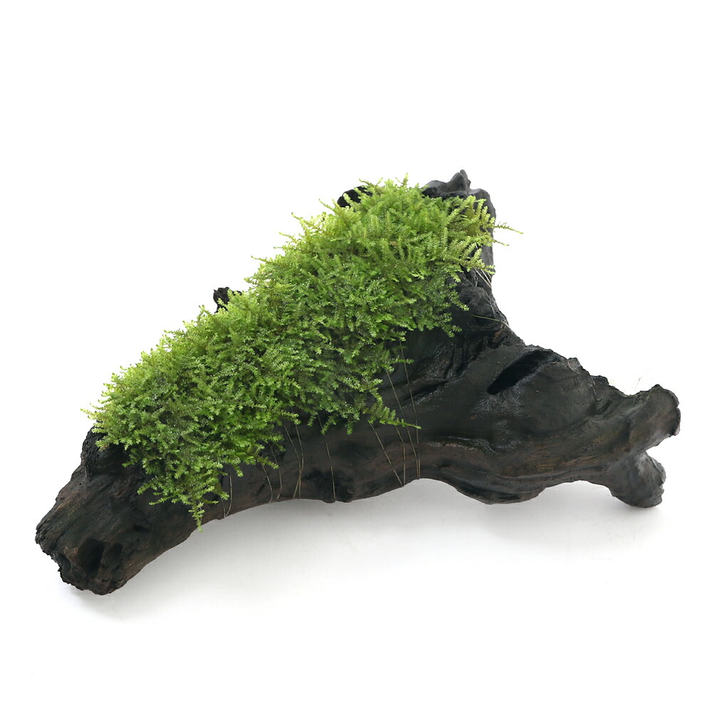 楽天市場】(水草)南米ウィローモス 流木活着タイプ（長さ約10cm