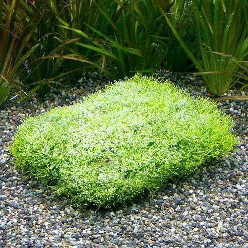 （水草）★育成済★　リシア　クッション（水中葉）（無農薬）（１枚）