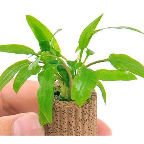 （水草）ライフマルチ（茶）クリプトコリネ　ウェンティー　グリーン（３個）