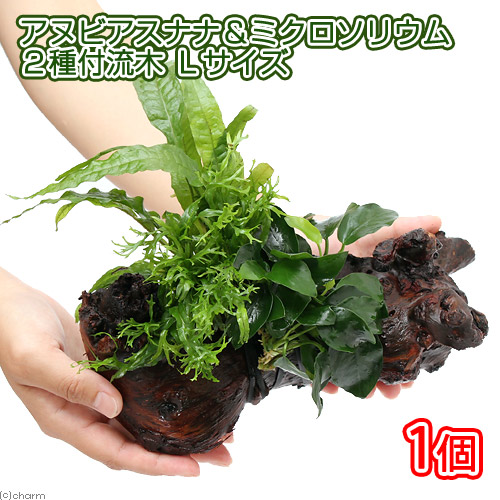 （水草）アヌビアスナナ＆ミクロソリウム２種　流木付　Ｌサイズ（１本）（約２５ｃｍ）