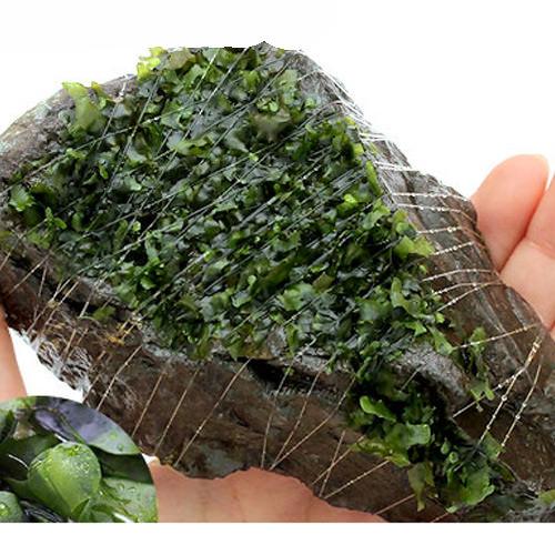 （水草）巻きたて　モスファン付　風山石　Ｍサイズ（約１４ｃｍ）（無農薬）（３個）