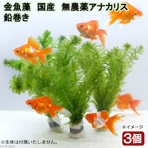 （水草）メダカ・金魚藻　国産　無農薬アナカリス　鉛巻き（５～７本）（３個）｜charm 3980 店