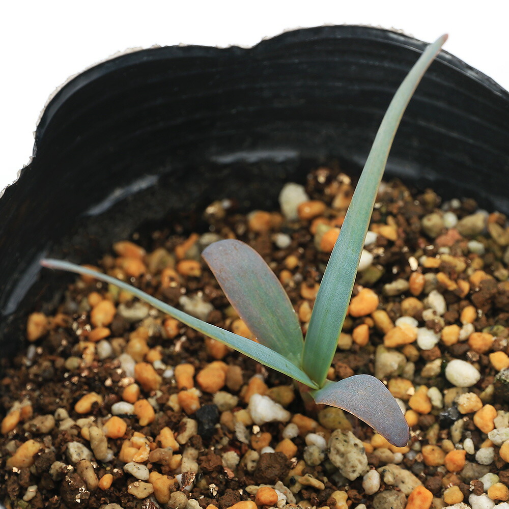 Welwitschia mirabilis 実生1年 送料無料 奇想天外 ウェルウィッチア・ミラビリス 実生1年目 3号